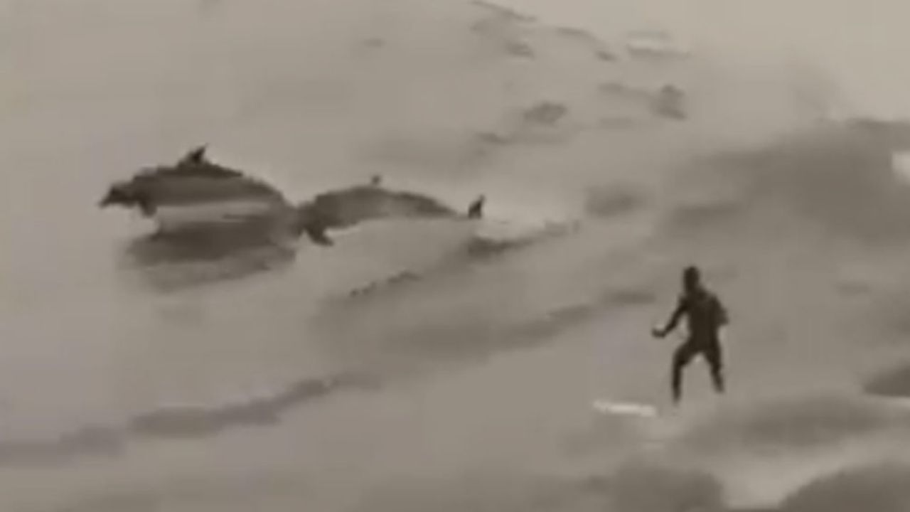 VIDEO: “La ola de su vida”: Hombre surfea con delfines gracias al Covid-19
