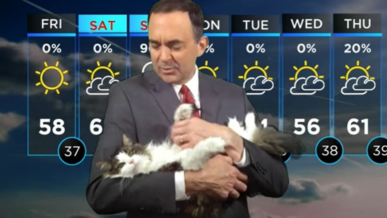 VIDEO: Gato interrumpe a su dueño mientras realiza home office y consigue hacerse viral