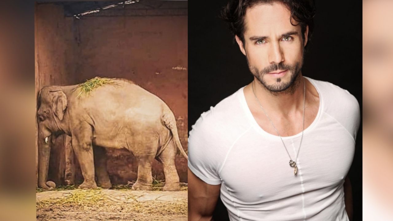 José Ron se vuelve sensación en Instagram al luchar contra el maltrato animal