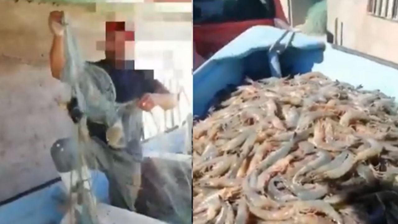 Lanchas saquean camarón en temporada de veda en Sonora; piden ayuda a AMLO