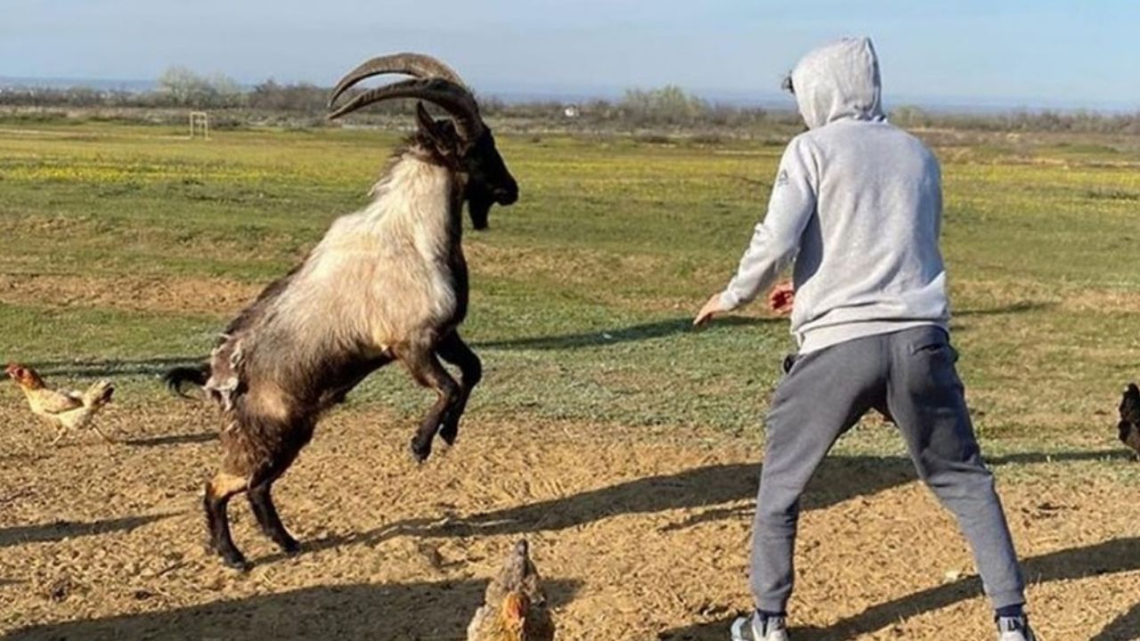 VIDEO: Peleador de UFC ‘entrena’ con una cabra y lo destrozan en redes sociales