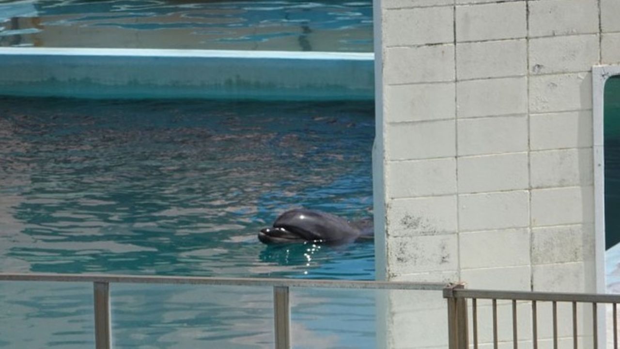En completa soledad, muere delfín en estanque de acuario abandonado