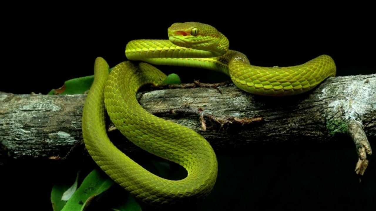 Víbora venenosa es bautizada en honor a ‘Salazar Slytherin’ de ‘Harry Potter’