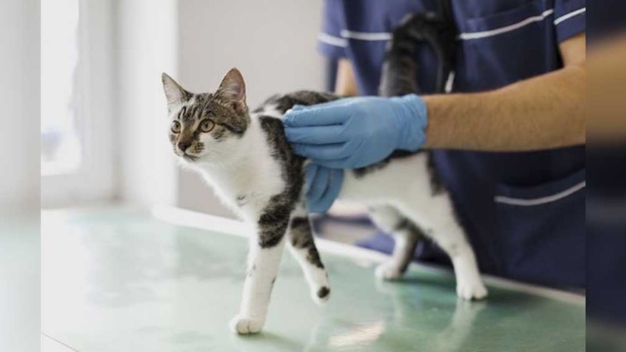 Dos gatos contraen Covid-19 en Nueva York; son los primeros casos en EU