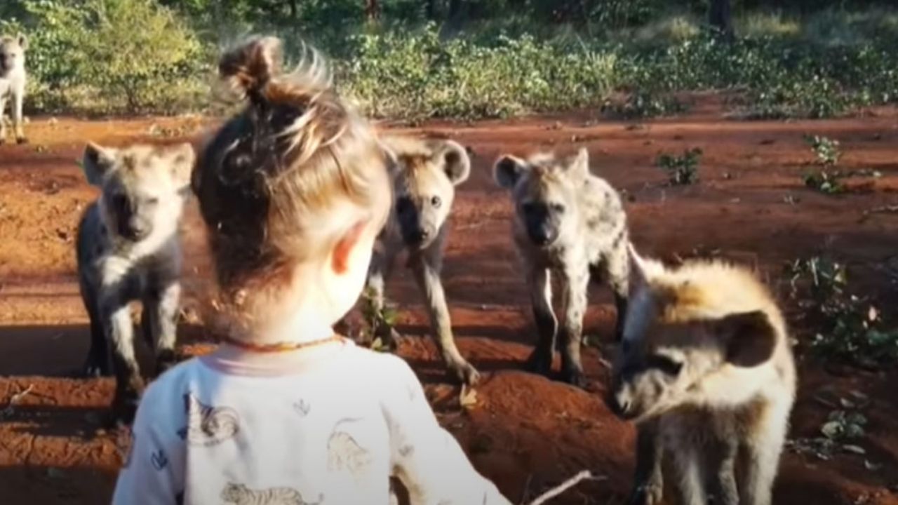 Sin miedo alguno: Niña de 2 años juega con hienas salvajes en Zimbabue
