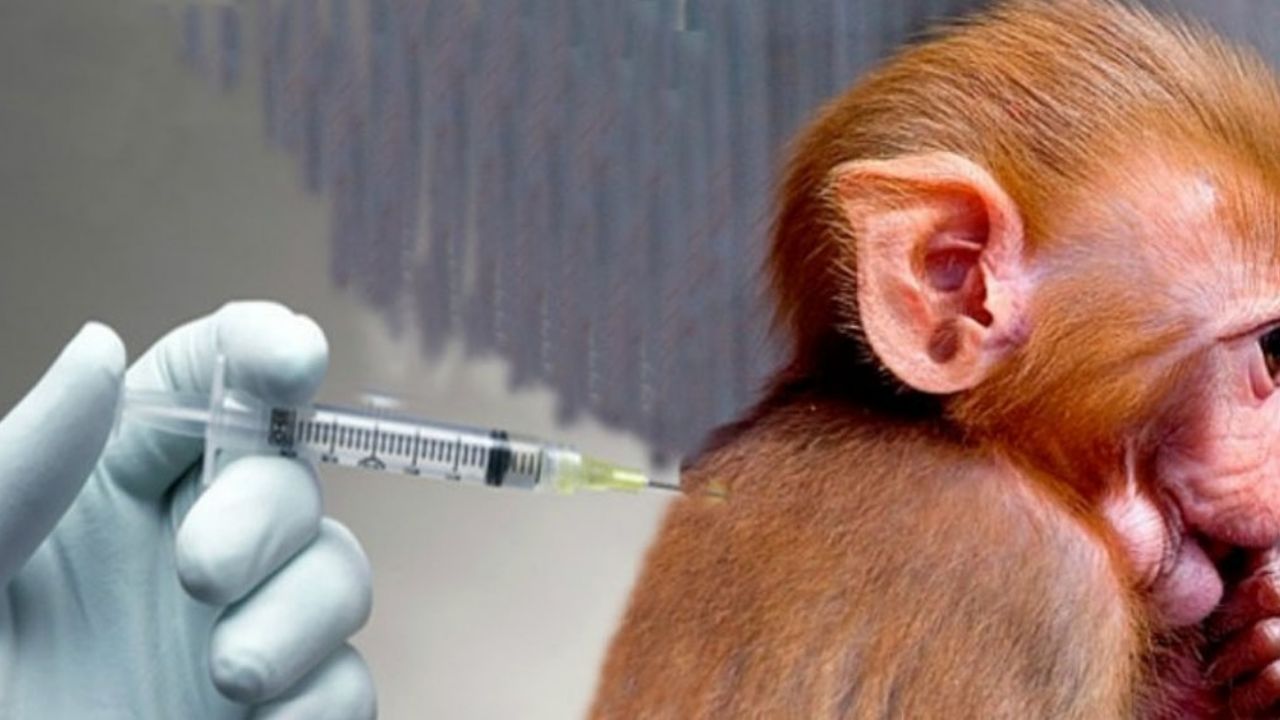 Vacuna contra el Covid-19 es probada exitosamente en monos: Universidad de Oxford