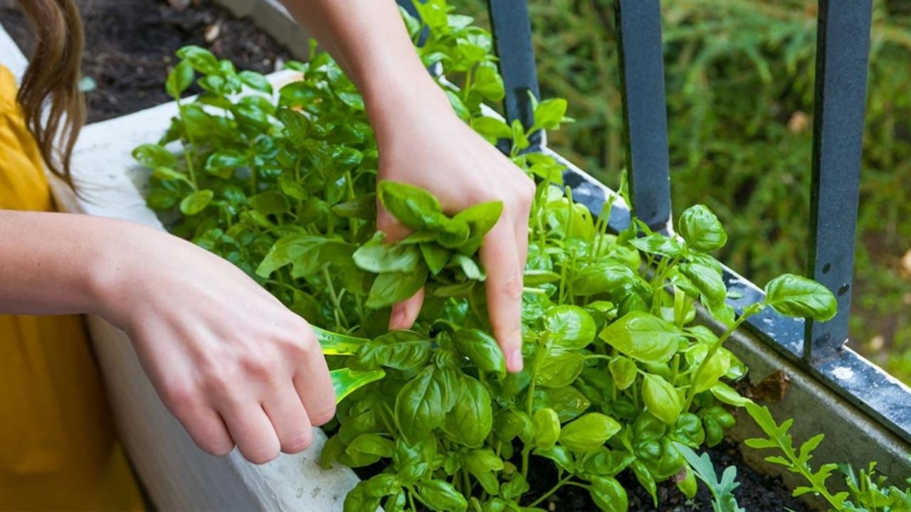 Infusión de albahaca: Buena alternativa para combatir el insomnio y dormir mejor