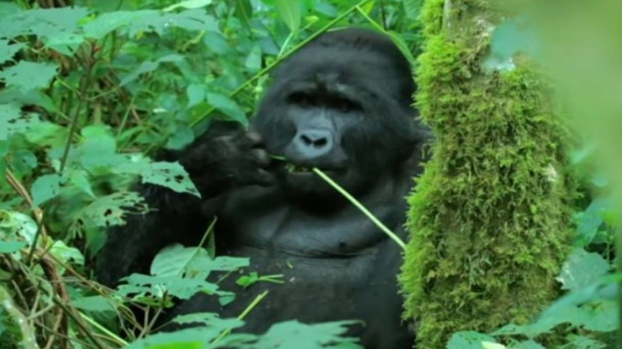 ¡Qué ternura! Por primera vez logran grabar a gorilas mientras comen y ‘cantan’