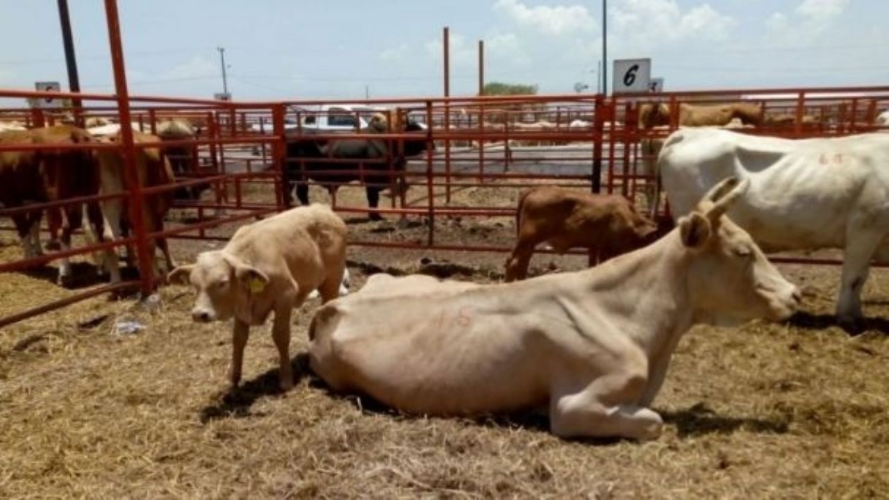 Sader: “Sonora segundo lugar en exportación de ganado a EEUU”