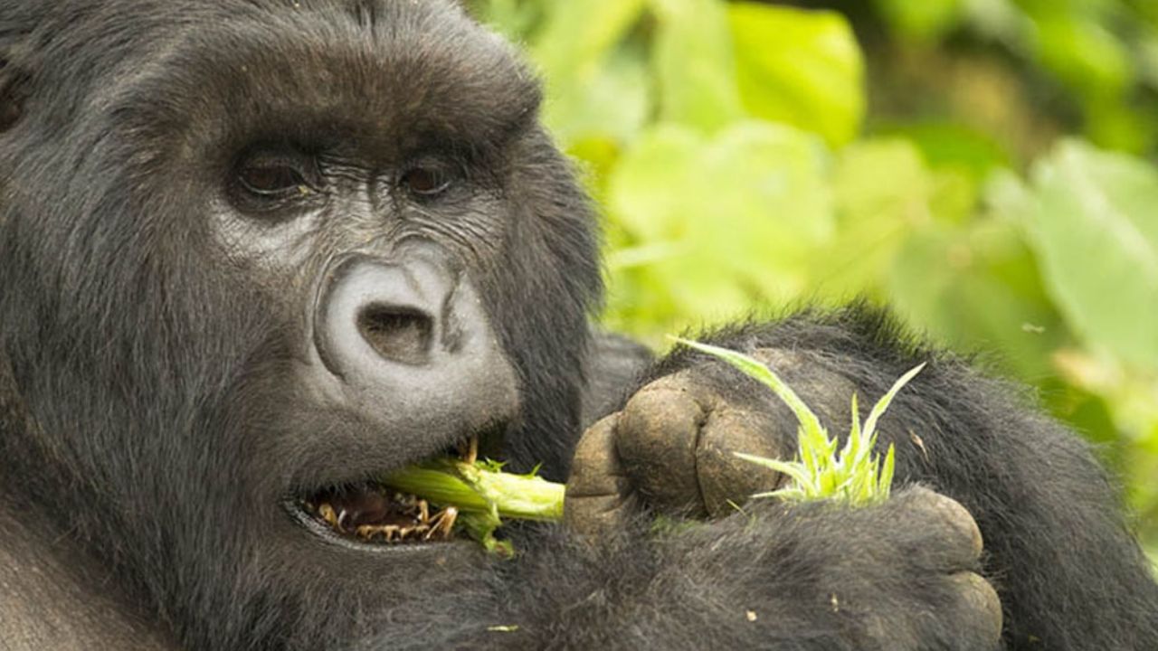 VIDEO: Descubren que gorilas hacen melodías mientras ingieren alimentos