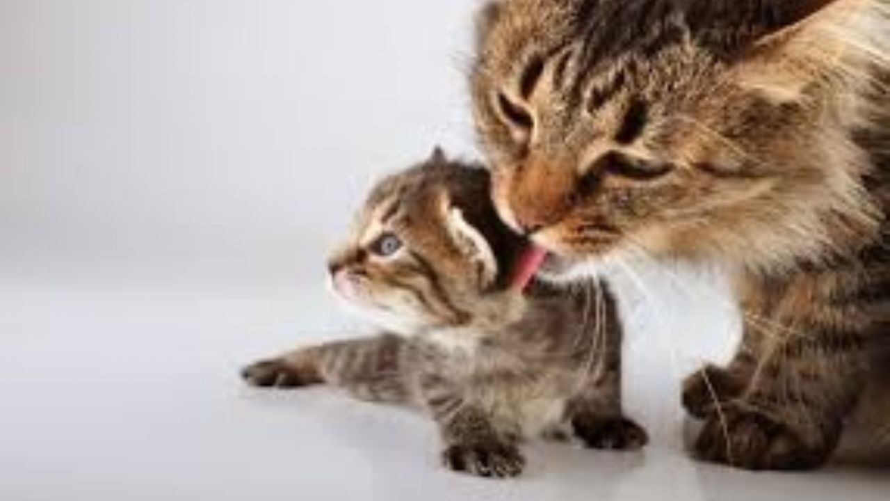 ¡Auténtico instinto maternal! Una gata lleva en su hocico a su cría hasta el hospital