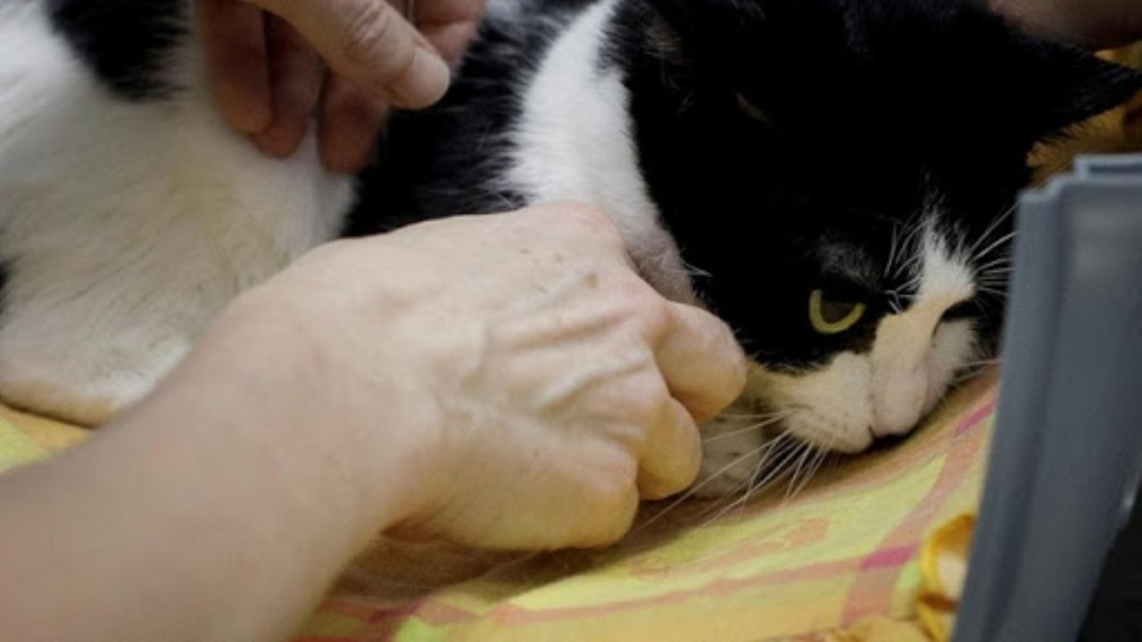 Un gato se contagia de Covid-19 en Francia; primer caso en el país europeo