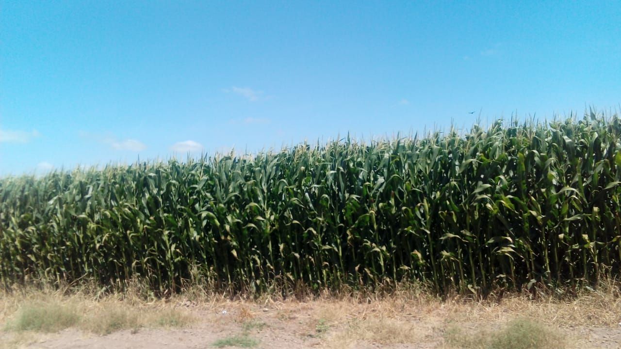 Productores concluyen con las cosechas de hortalizas en Huatabampo