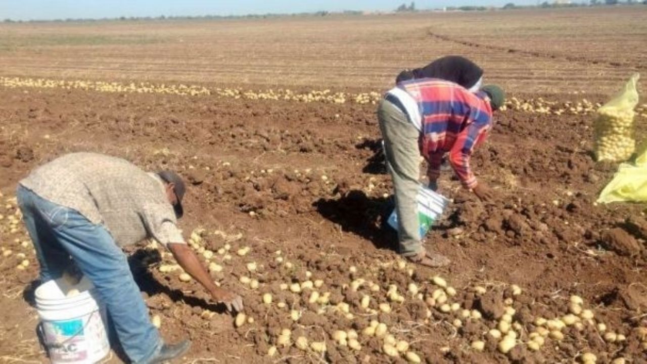 Jornaleros de Huatabampo temen crisis por falta de trabajo en el campo