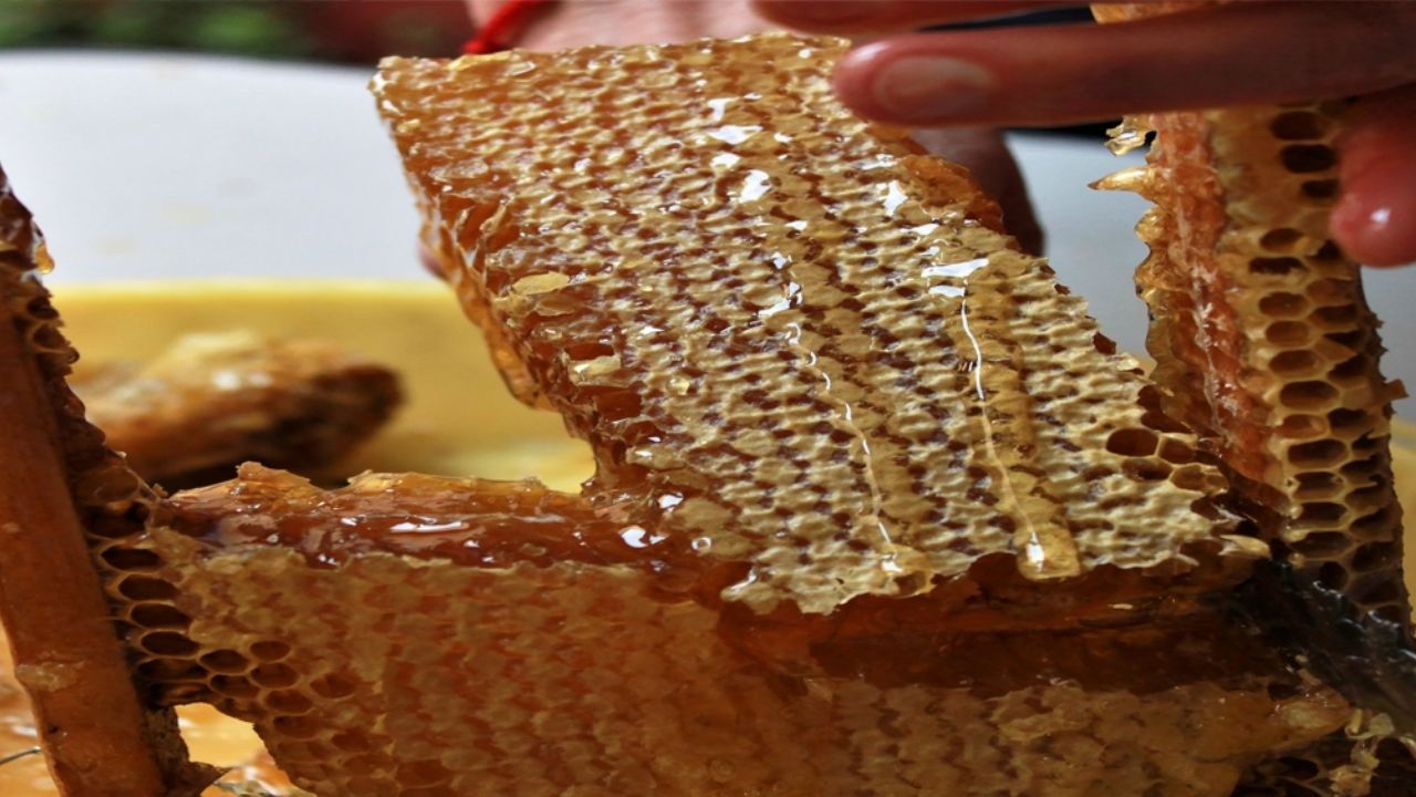 ¡Buenas noticias! Miel de abeja mexicana por fin ya cuenta con una norma de calidad