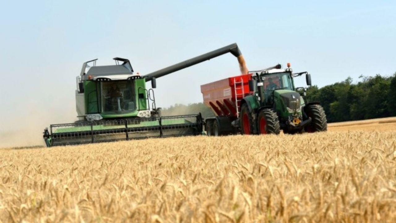 Productores del sur de Sonora continúan con las cosechas de trigo