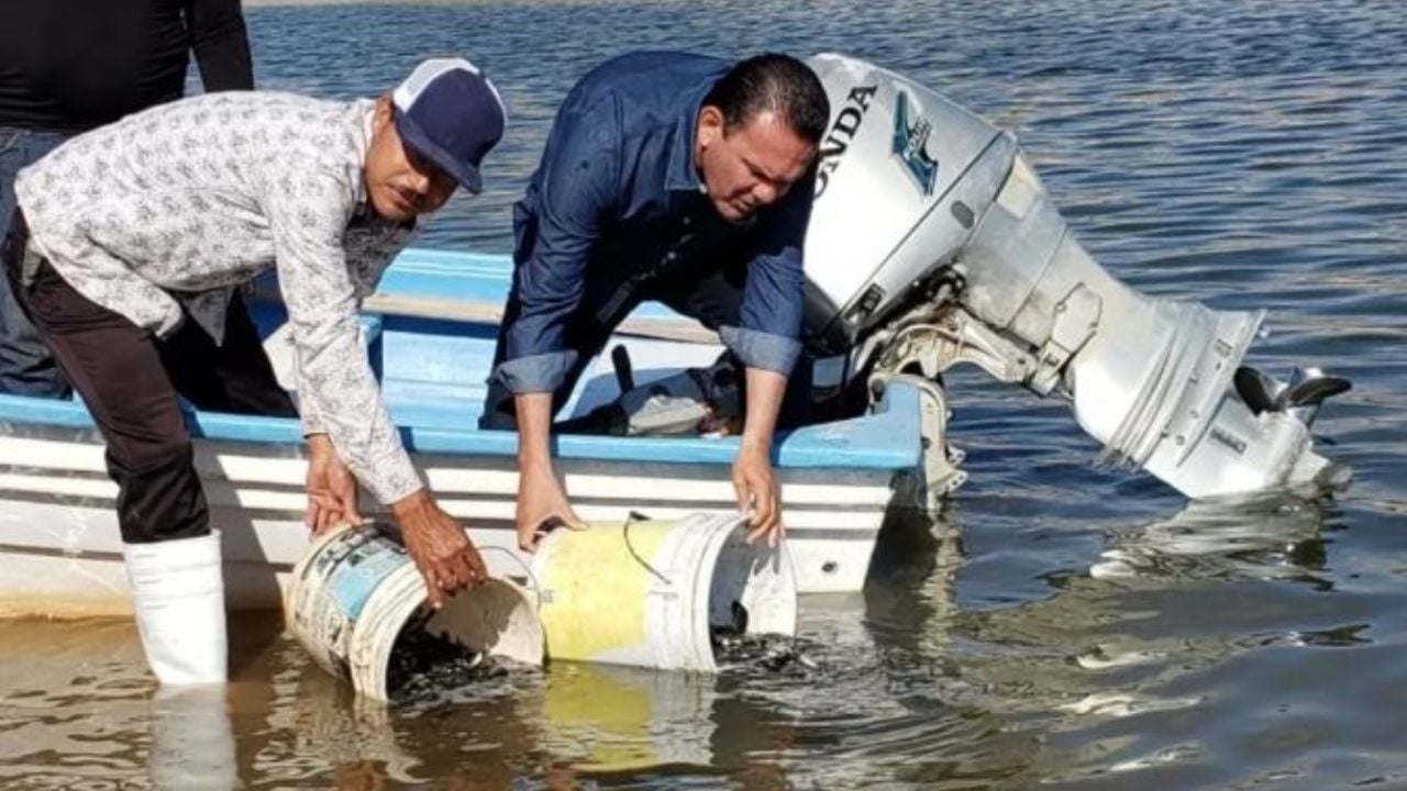 Autoridades de Sonora siembran 10 mil alevines de tilapia en presas