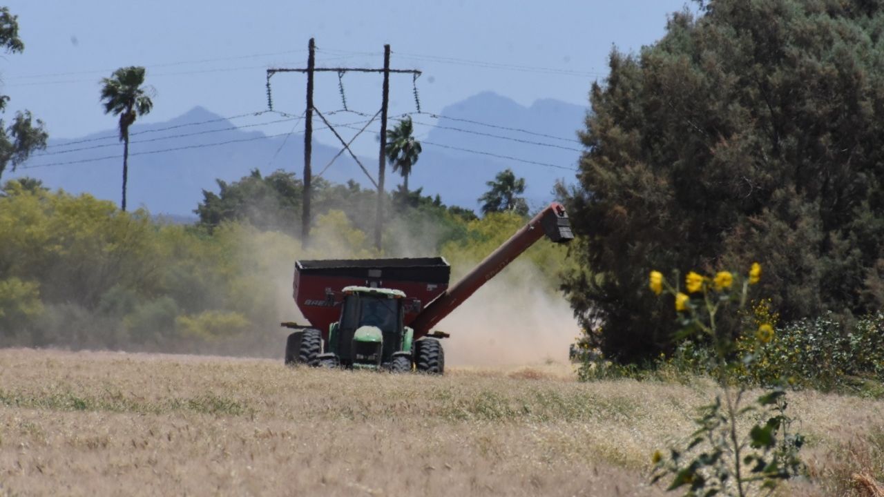 Protección Civil de Huatabampo llama a no quemar gavilla