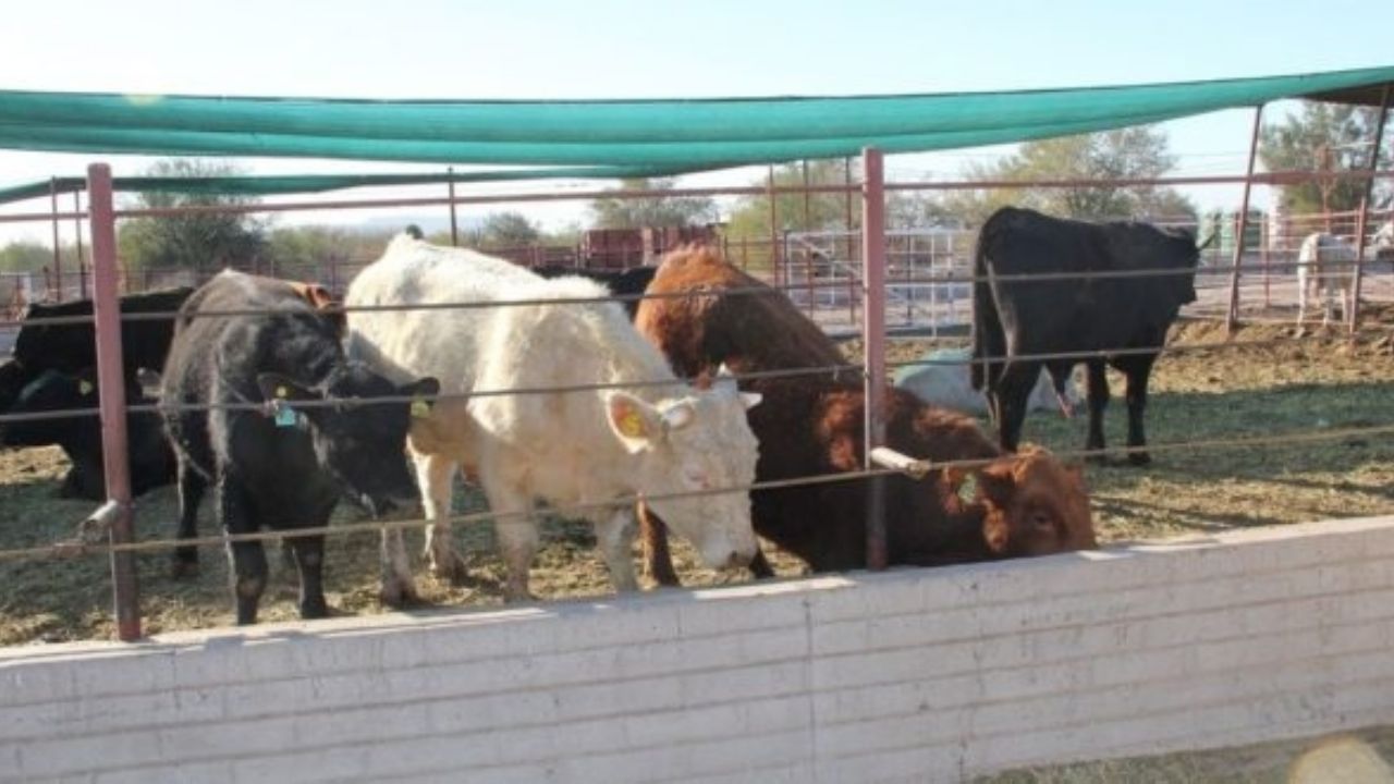 Exportación de ganado en México va en caída libre durante 2020