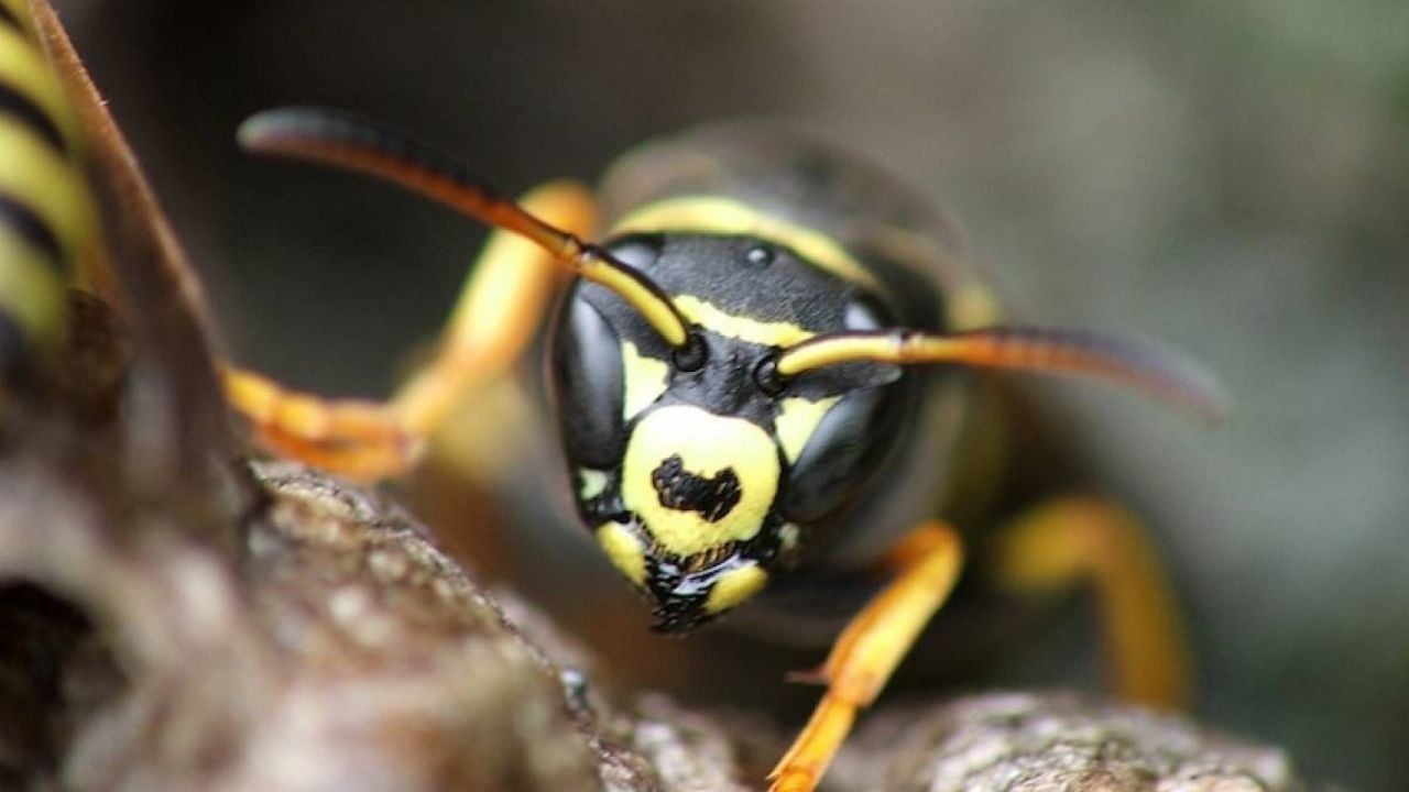 Estados Unidos es invadido por avispones capaces de asesinar personas y destruir colmenas