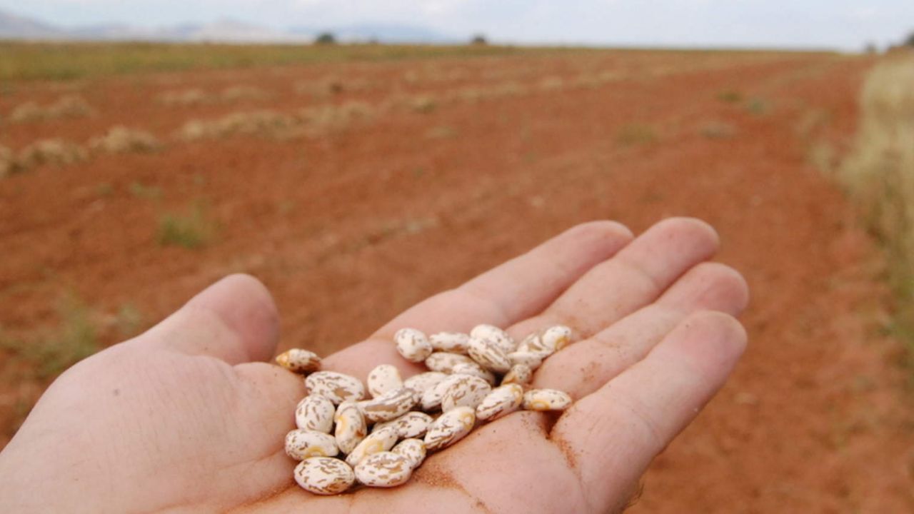Segalmex le da la ‘mano’ a pequeños productores de frijol en México