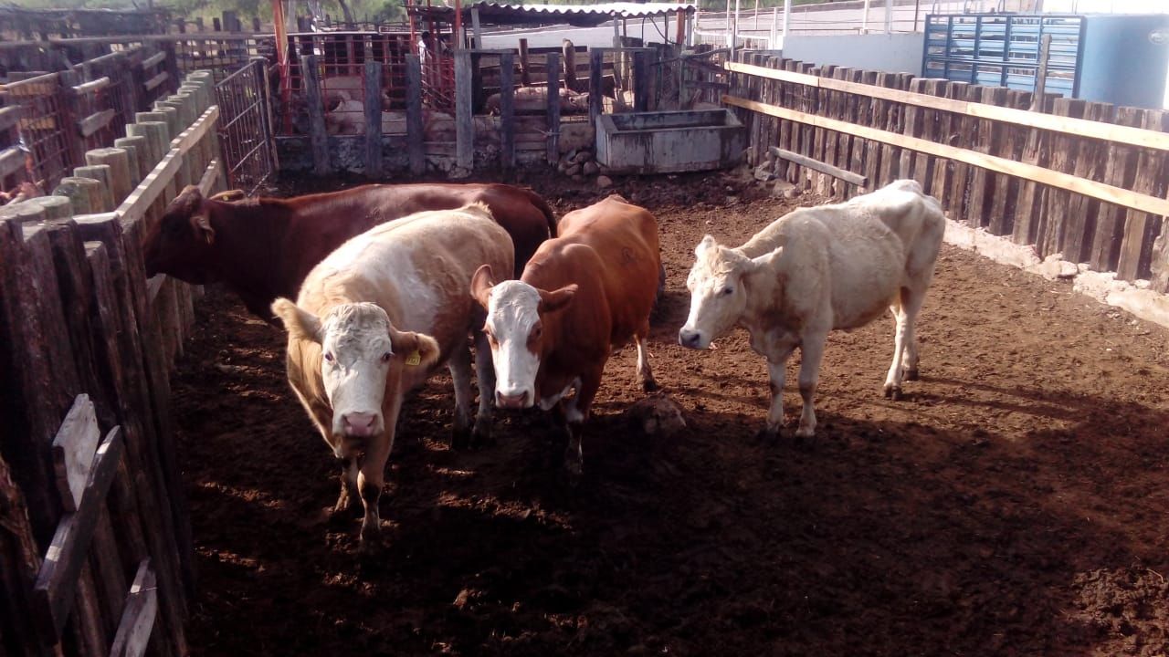 Ganaderos de Navojoa se previenen con el alimento de sus hatos para el verano