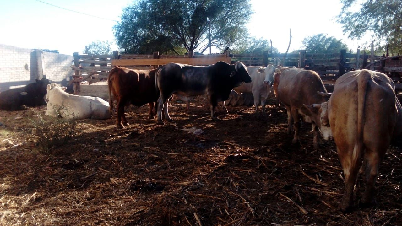 Las primeras trillas de trigo socorren al sector ganadero en Huatabampo