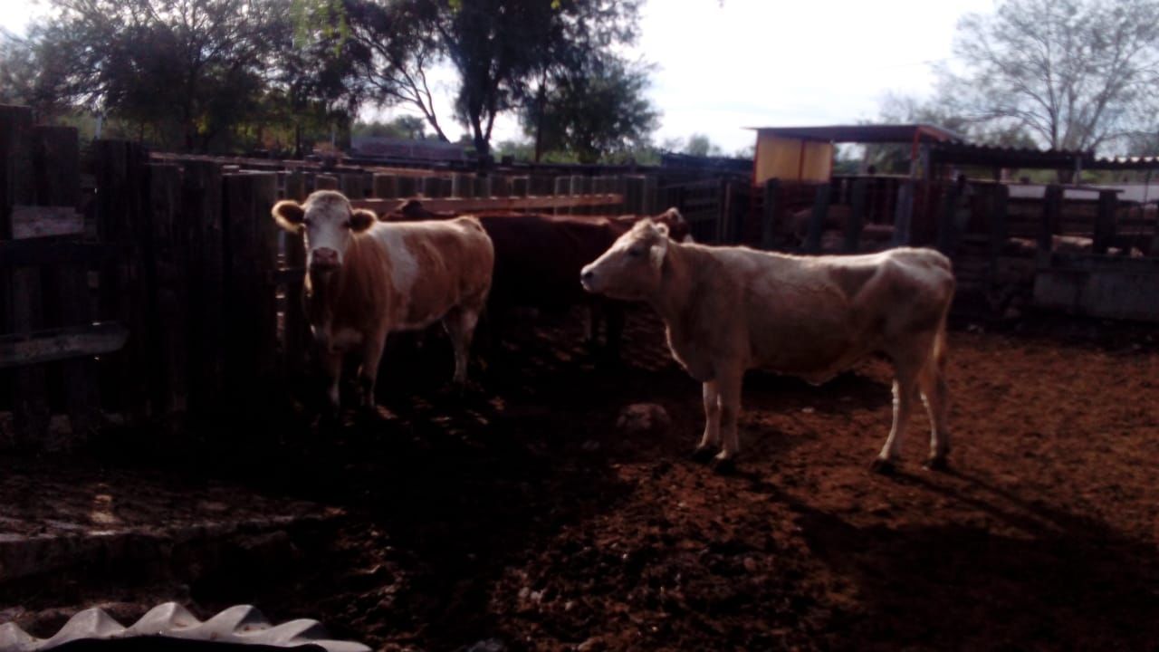 Ganaderos de Huatabampo afirman que hatos se mantienen en buenas condiciones