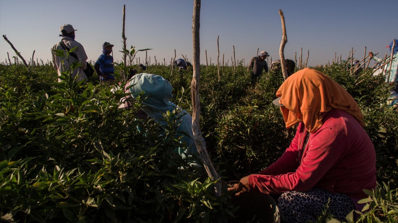 Sader se preocupa por brote de Covid-19 en los campos agrícolas de Sonora