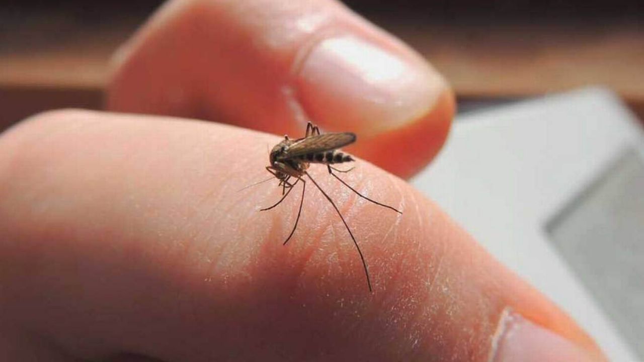 Salud Sonora emprenderá campaña para evitar ‘Dengue en Tiempos de Covid’