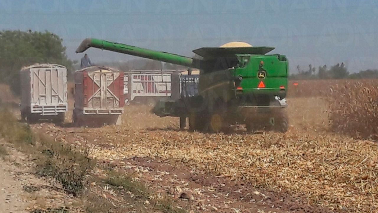 Precio de maíz pone en aprietos a los agricultores del sur de Sonora