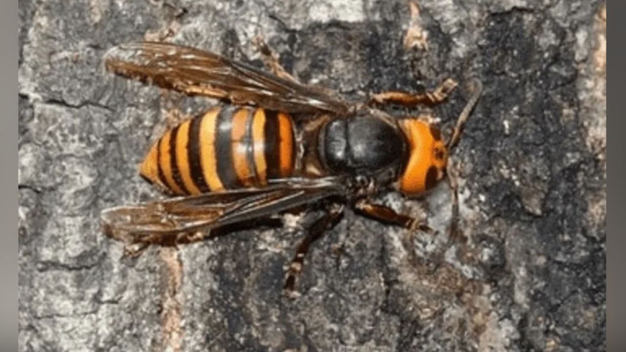 Se activa vigilancia epidemiológica por la presencia del avispón gigante