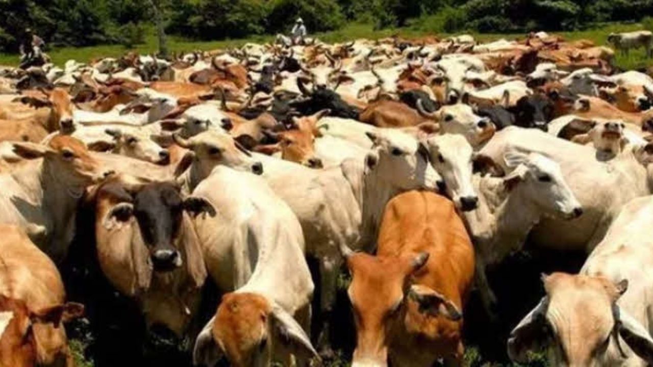 Ganaderos de Navojoa esperan los créditos del Gobierno del Estado