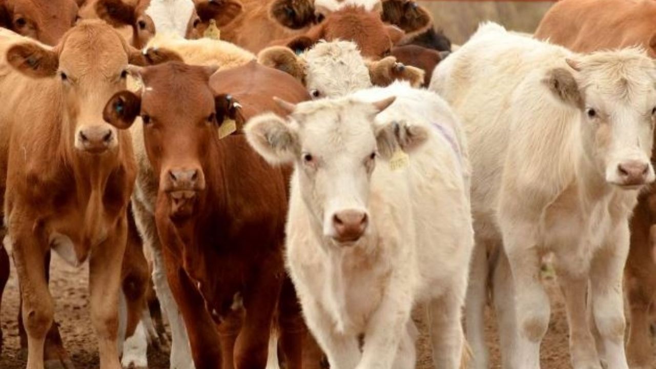 Subasta Ganadera logra comercializar 505 reses en Cajeme