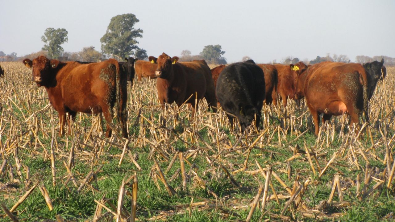 Trillas de granos benefician al sector ganadero del sur de Sonora