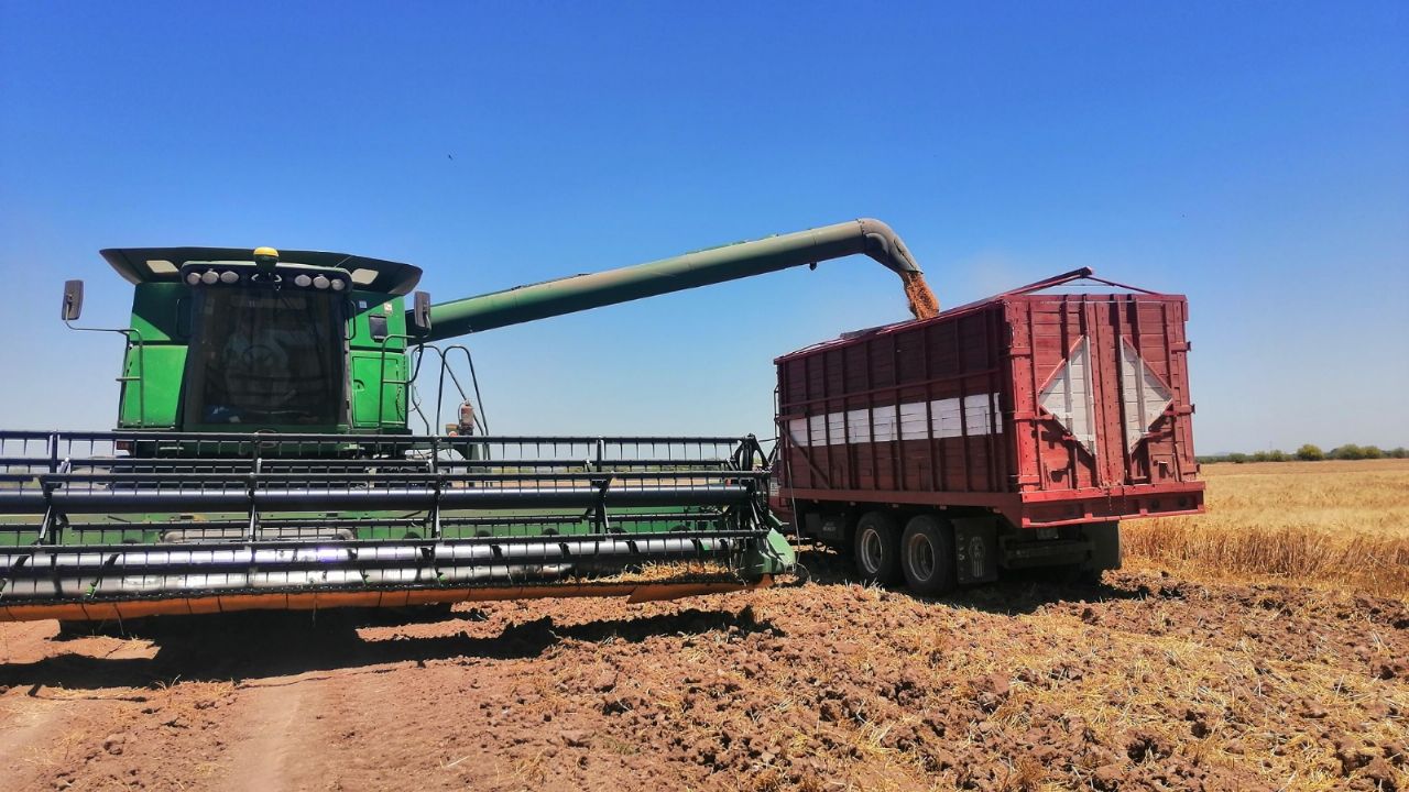 Precio de garantía de 5 mil pesos impulsa el trigo panificable de Sonora