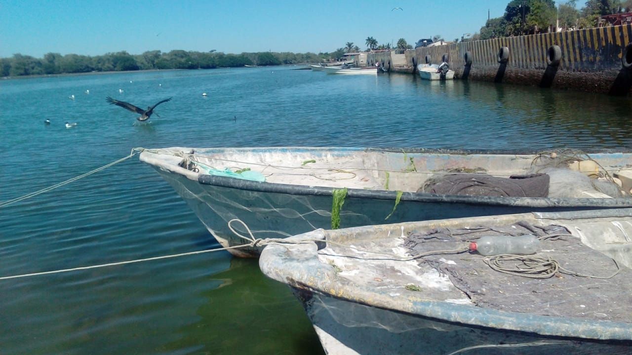 Sector pesquero de Yavaros esta en crisis por veda de la jaiba y el mal tiempo