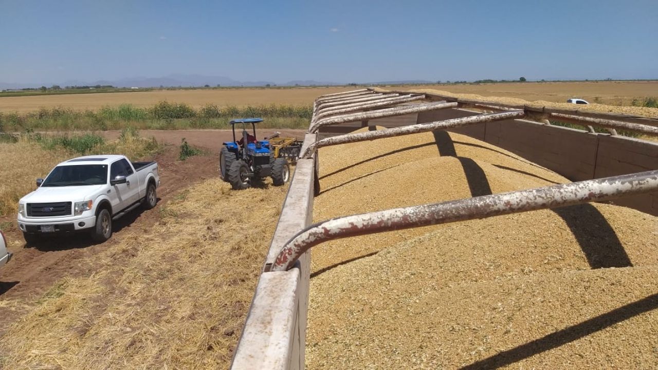 Trigueros de Huatabampo cosechan seis toneladas por hectárea