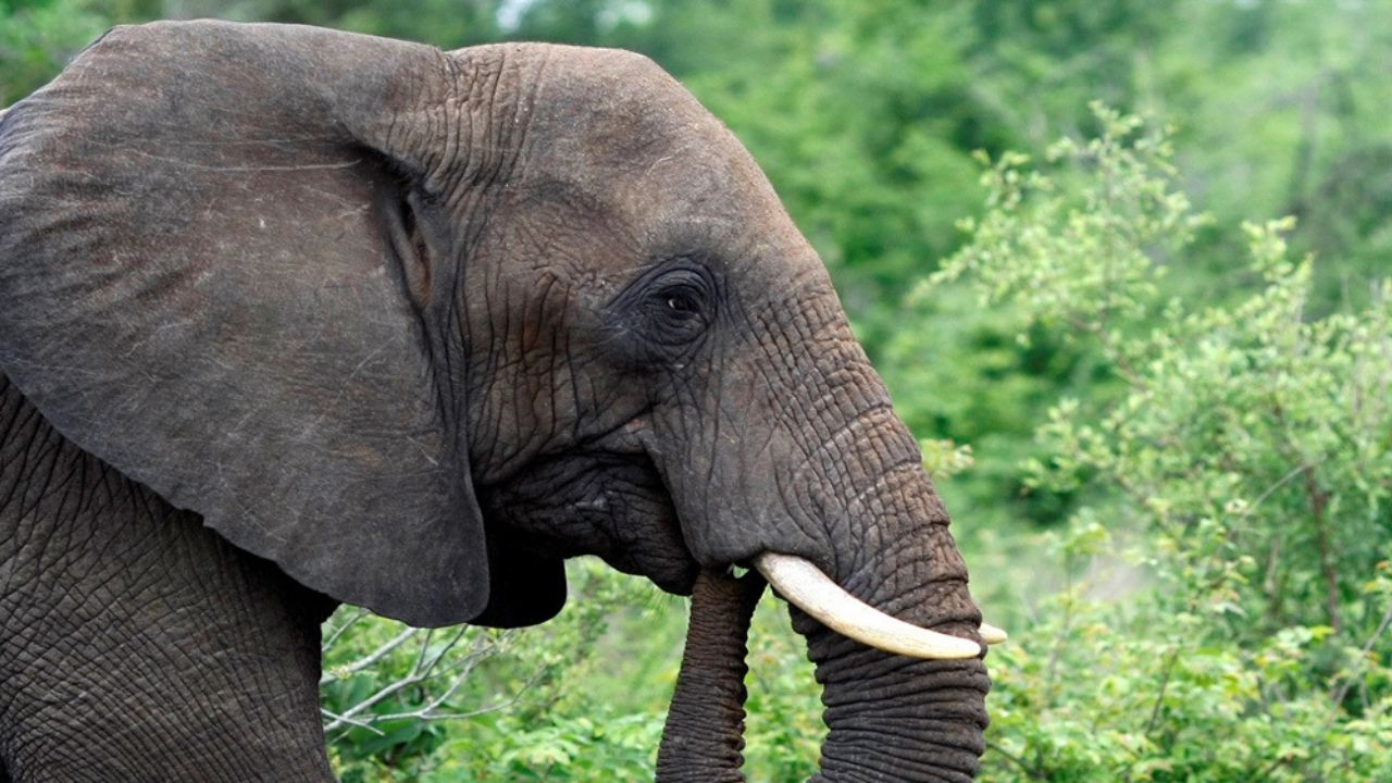 Un atrevido elefante hace todo por llegar a su árbol de frutas favorito