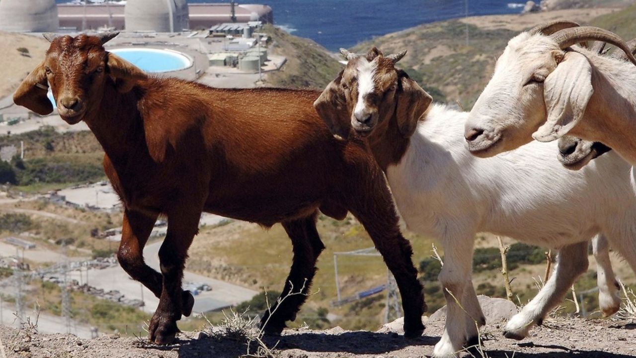 Una manada de 200 cabras lograron escaparse e invaden una ciudad de California