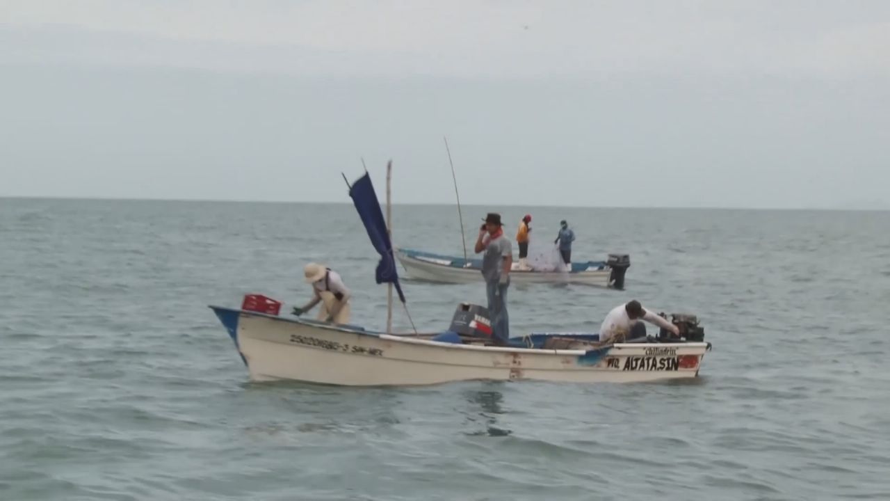 Conapesca busca combatir la pesca ilegal de las especies marinas en México