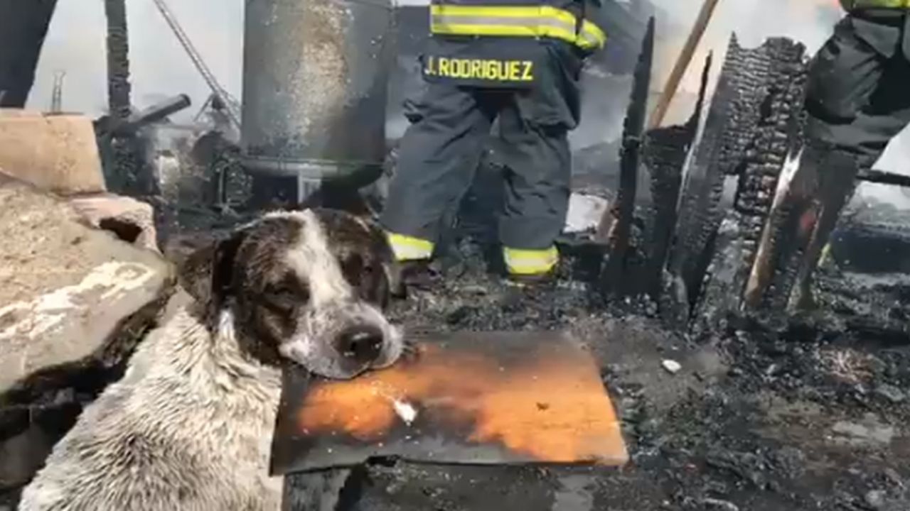 Perrito enternece las redes sociales al llorar al ver quemada su casa en Guadalajara