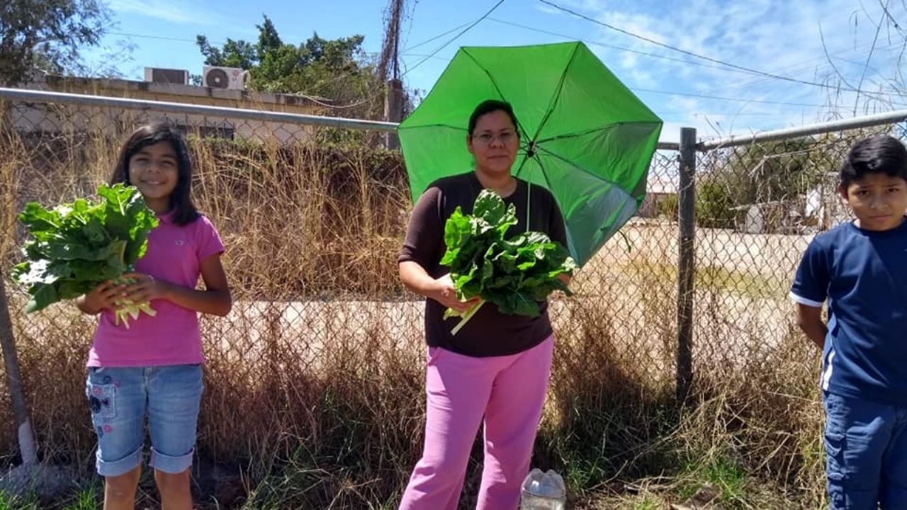 Huertos orgánicos en Navojoa intercambian verduras por despensas