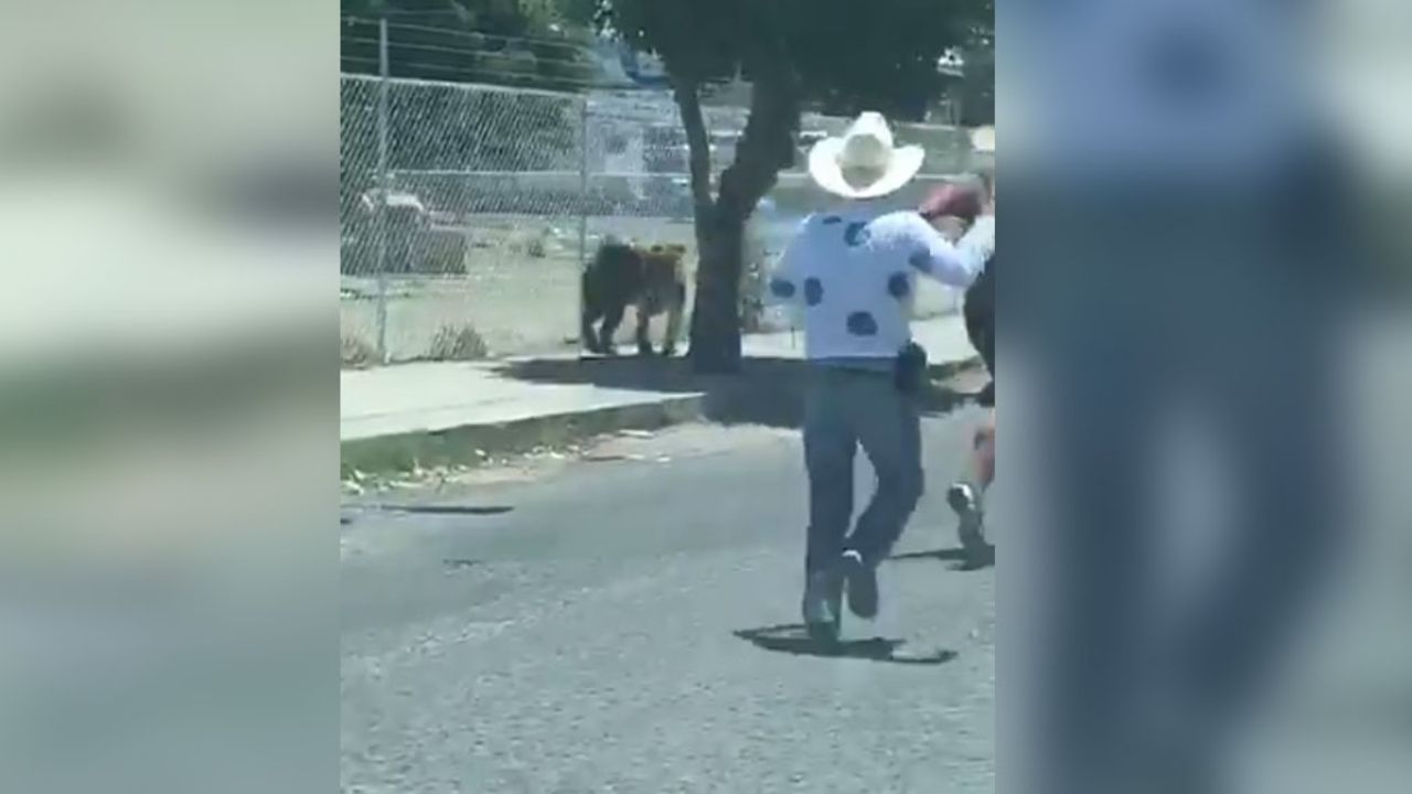 VIDEO: Al puro estilo vaquero capturan a tigre que deambulaba en calles de México