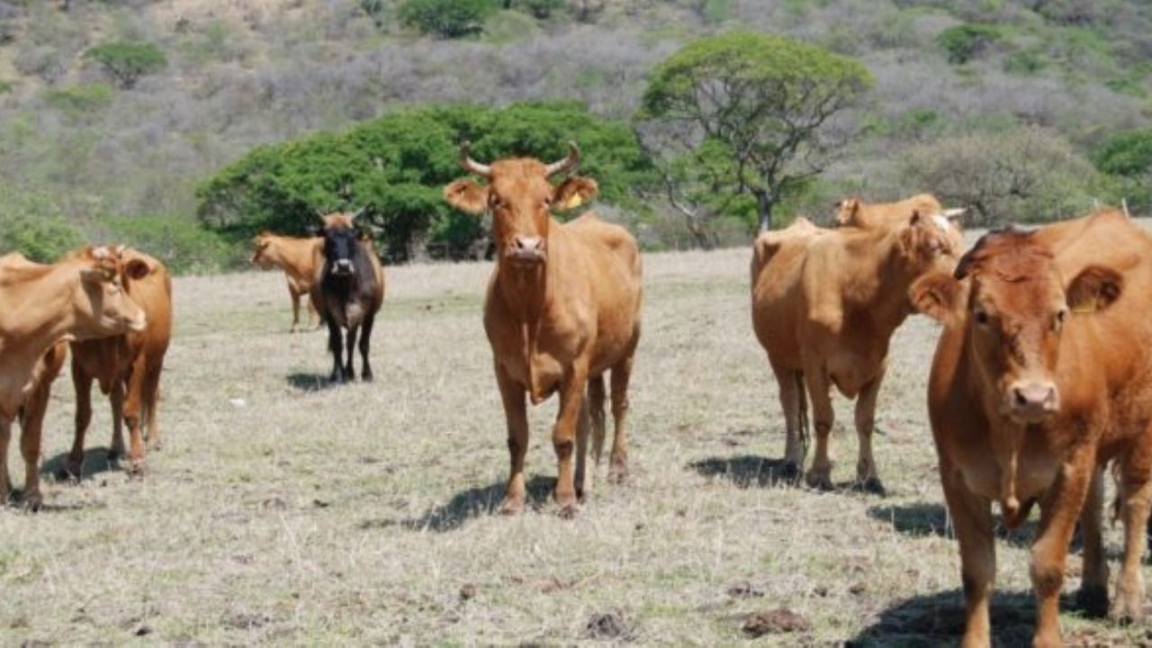 Sector ganadero de Navojoa toma precauciones ante la temporada de calor