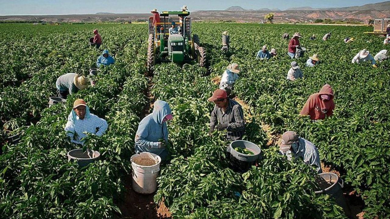 Productores del Valle del Yaqui entran a la recta final en la cosecha de hortalizas