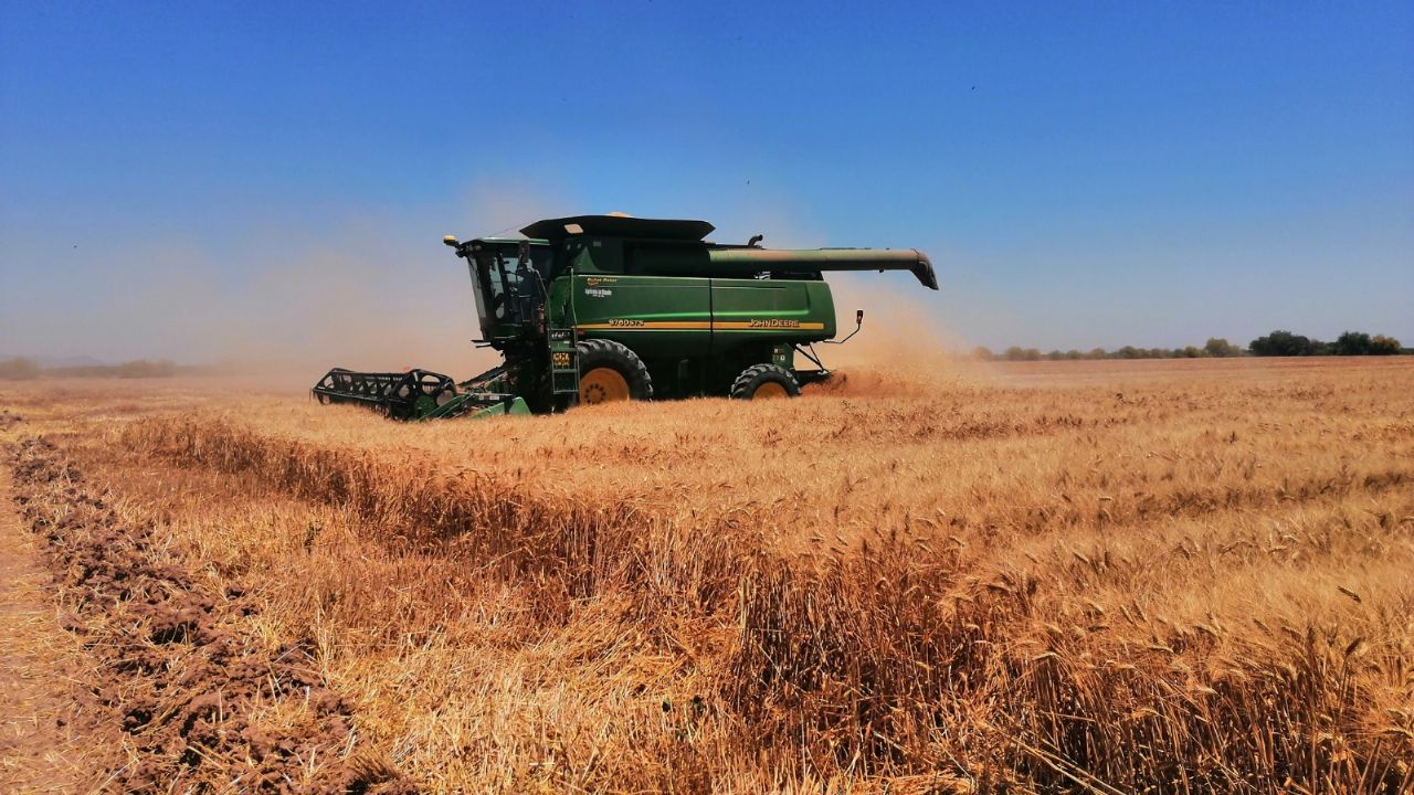Cosechas de trigo en el Valle del Yaqui, no ha cumplido expectativas