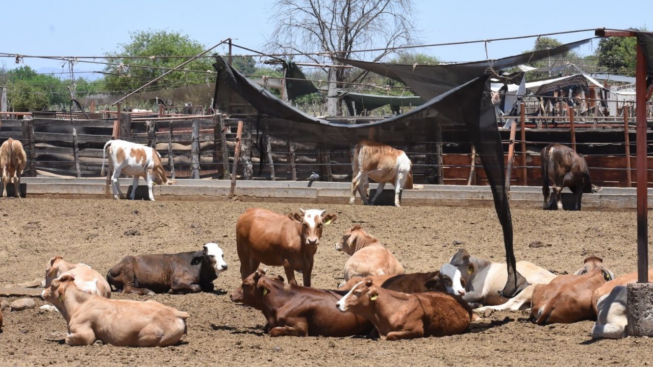 Ganaderos en Navojoa extienden plazo para revalidación de títulos de marca de herrar