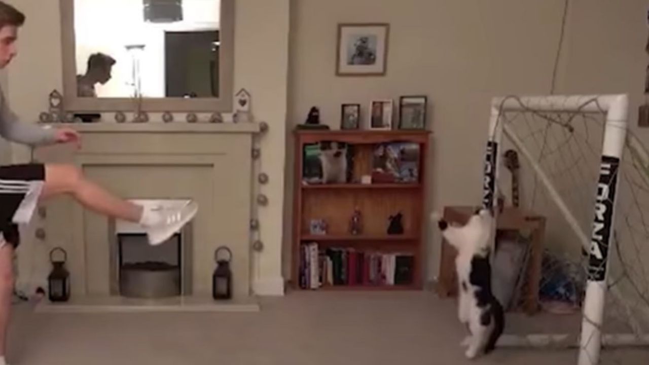 VIDEO: Joven descubre las habilidades de su gato al ver su destreza como portero