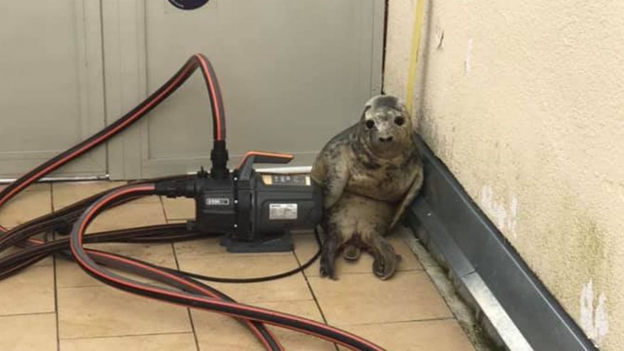 Foca bebé intenta escapar de un centro de rescate y acaba por convertirse en meme